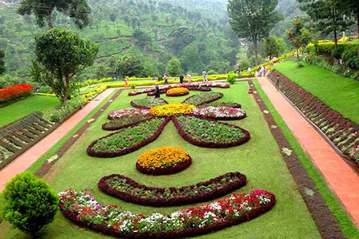 Nilgiris tea