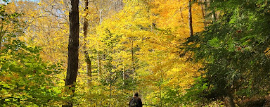Tomlinson Run State Park