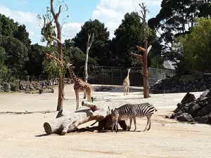 Zoo di Auckland