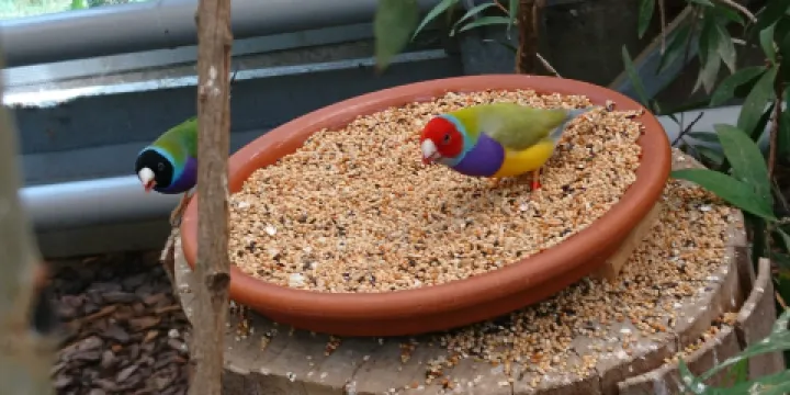 Garten Der Schmetterlinge