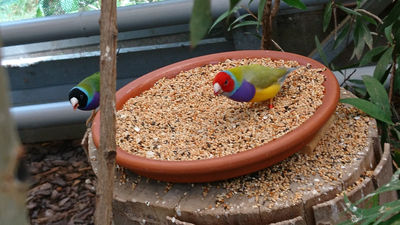 Garten Der Schmetterlinge