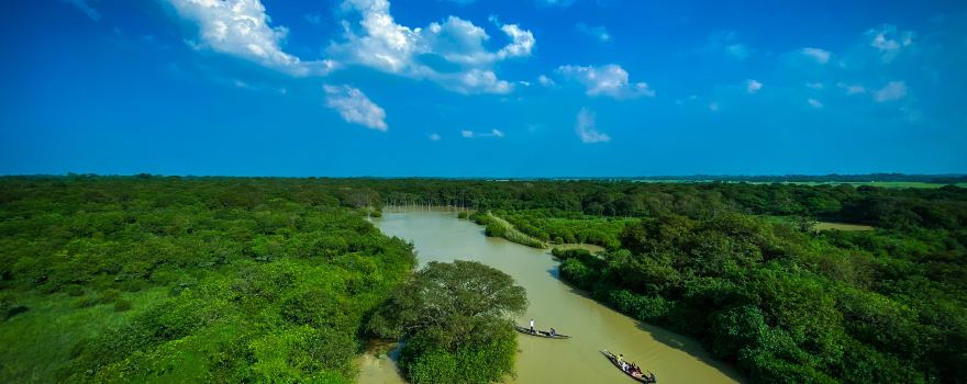Ratargul Swamp Forest