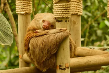 Selvatura Park en Monteverde, Costa Rica