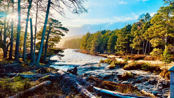 Linn O' Dee
