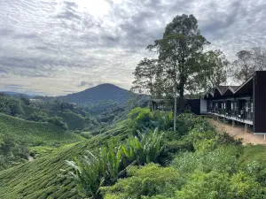 BOH Tea Centre (Sungei Palas Garden)