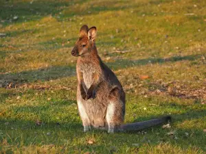 ナラウンタプ国立公園