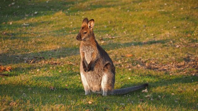 Narawntapu National Park, Parks and Wildlife Service