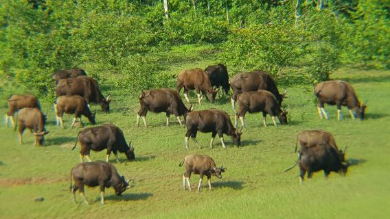 Periyar Wildlife Sanctuary