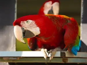 Gettorf Zoo