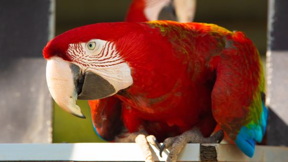 Gettorf Zoo