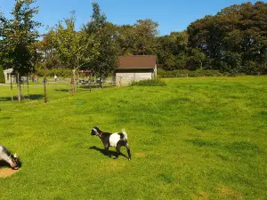 Ballycross Apple Farm