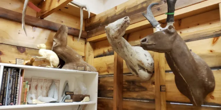 Werner Wildlife Museum