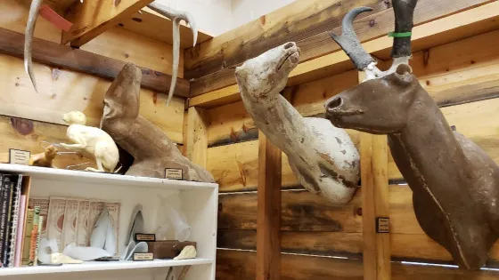 Werner Wildlife Museum