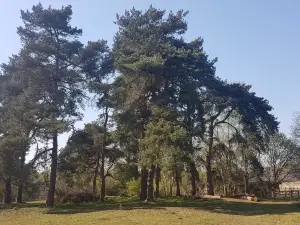 Knettishall Heath Nature Reserve