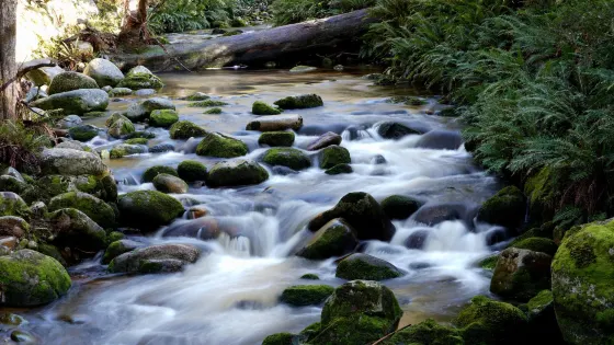 Tasmania