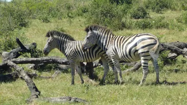 Mahango Game Reserve