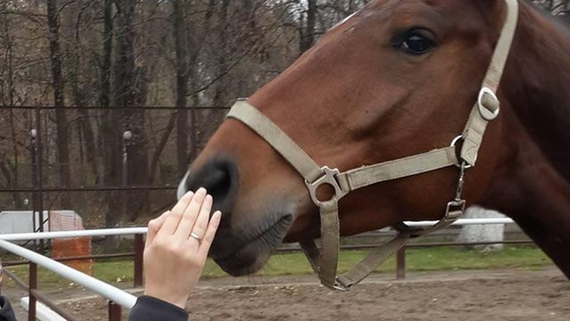 Ismailovo Equestrian Complex
