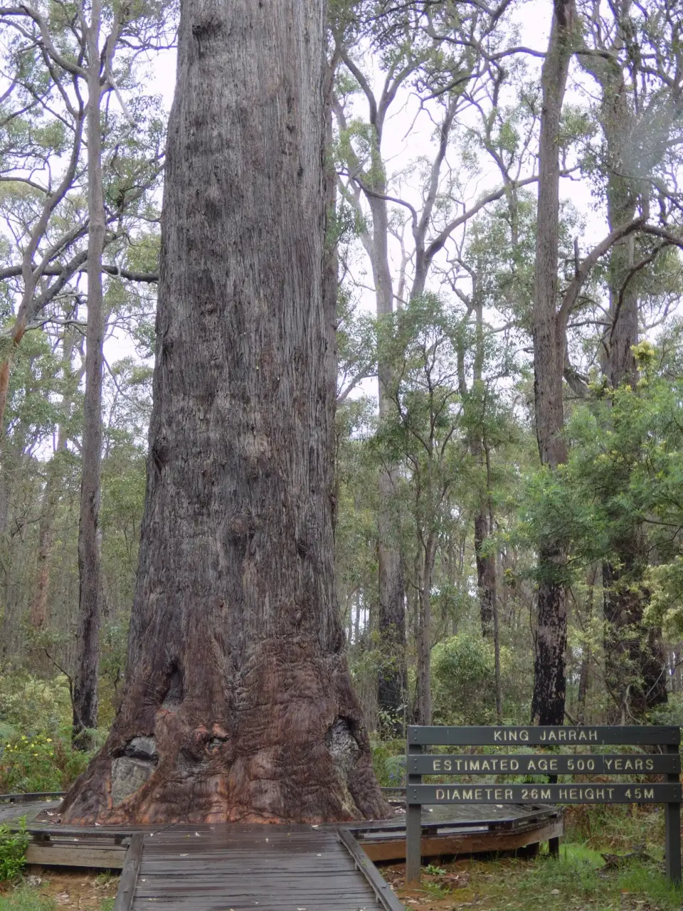 5_King Jarrah Tree