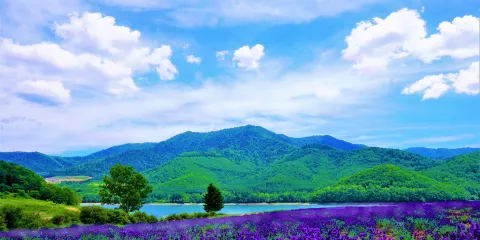 金山湖薰衣草園
