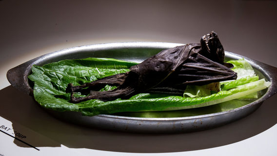 Disgusting Food Museum