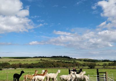 Staintondale