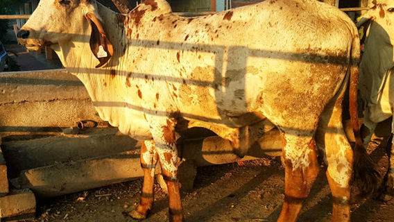 Plaza de Toros, San Miguel