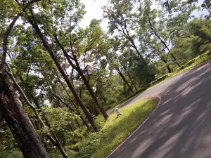 Dry Deciduous Forest