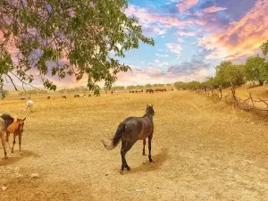 Tiaret Horse Breeding Center