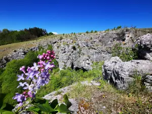 Lilac Forest
