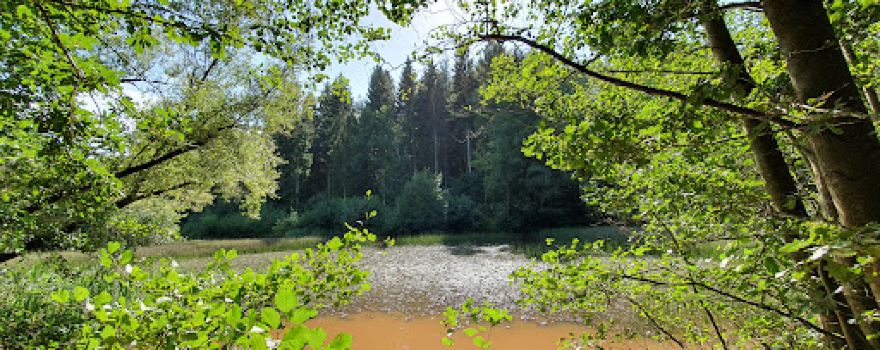 Dymock woods