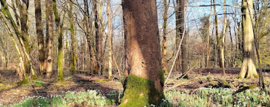 Low Park Wood