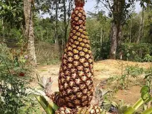 Simpang Mangga