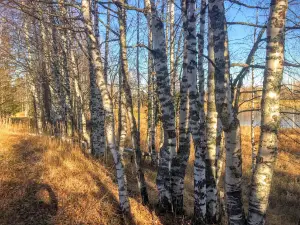 Озеро Плесцы