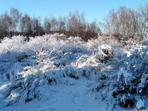 Bałczyna 278 m.n.p.m.