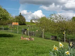 Ponyhof - Wulften Küppers