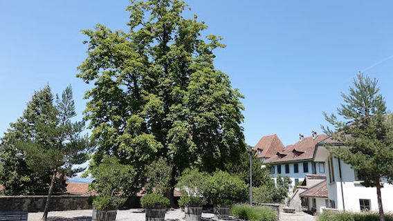 Turmmuseum Stadtkirche Thun