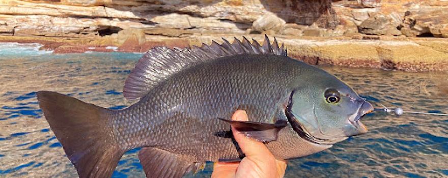 Sydney Harbour Fishing Charters