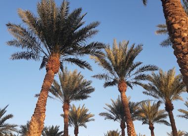 Sharurah