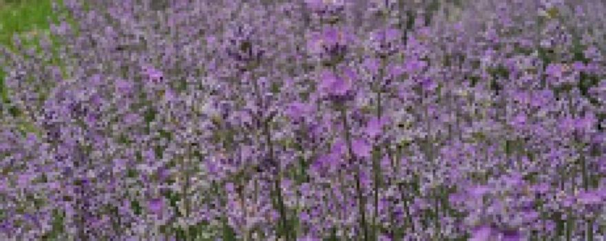 Lavanda Lunca Calnicului