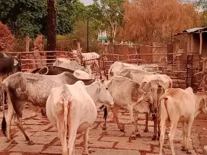 बांदकपुर पार्क ,pwd