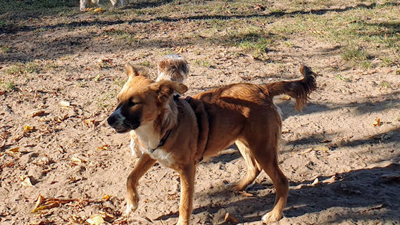 Hundewiese Eingezäunt