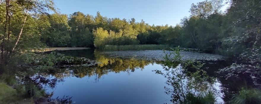 Ålbæk hundeskov