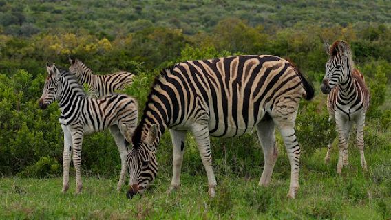 Addo Elephant National Park - Main Entrance Gate 🐘