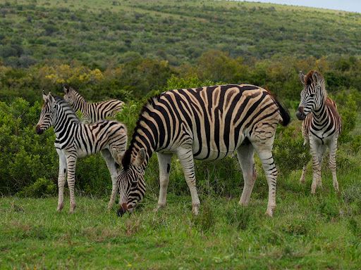 Addo Elephant National Park - Main Entrance Gate 🐘