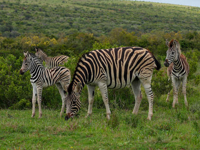 Addo Elephant National Park - Main Entrance Gate 🐘
