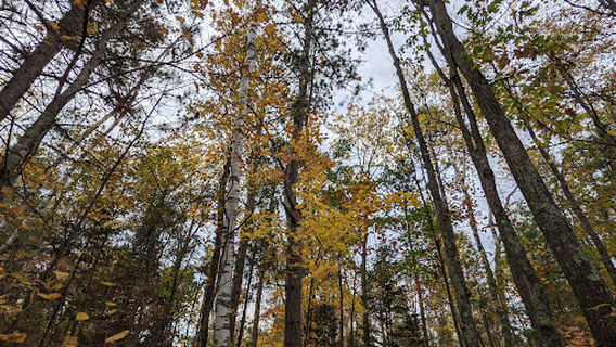 Fallison Lake Nature Trail