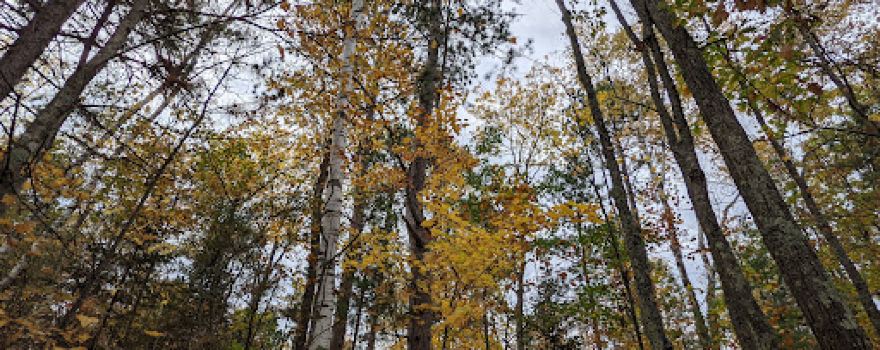 Fallison Lake Nature Trail