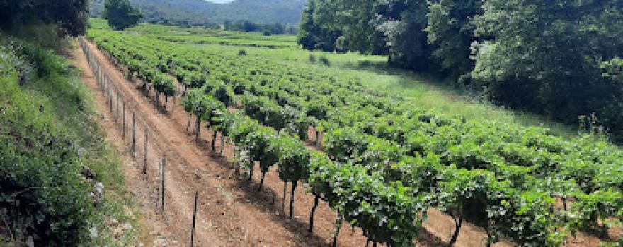 domaine Calabrun