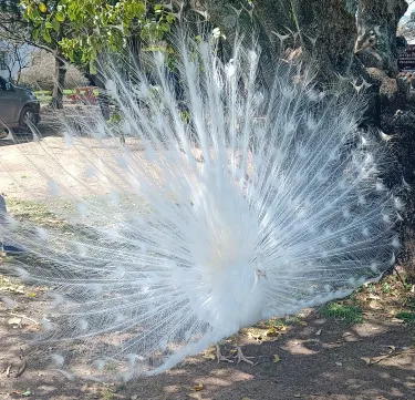 San Jose