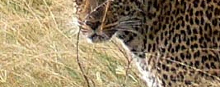 Ajai Game Reserve